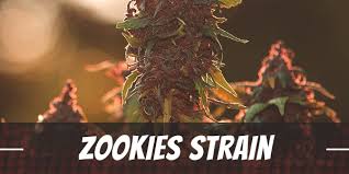 Buy Zookies Strain Online