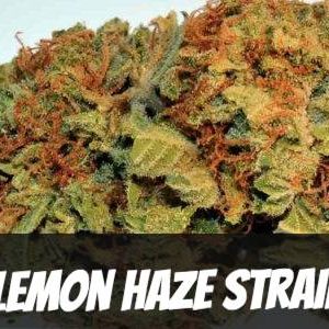Lemon Haze Strain for Sale